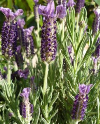 Lavandula overig