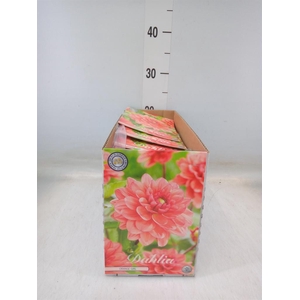 Dahlia   ...flowerbulbs