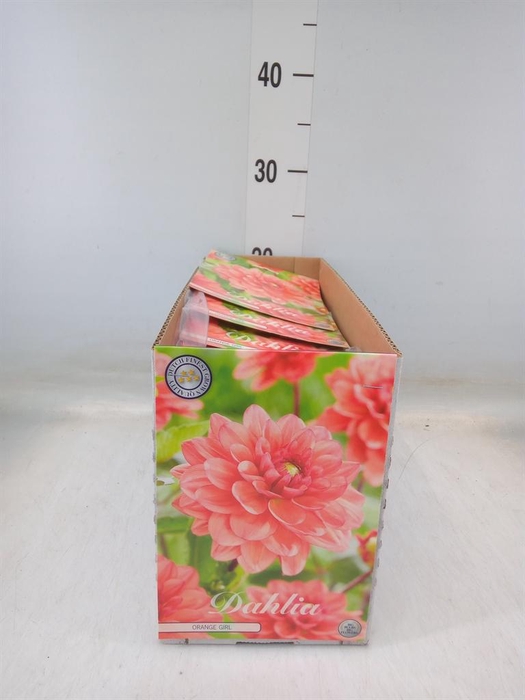 <h4>Dahlia   ...flowerbulbs</h4>