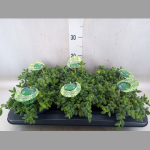 Delosperma echinatum