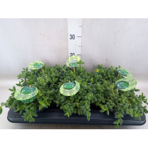 Delosperma echinatum