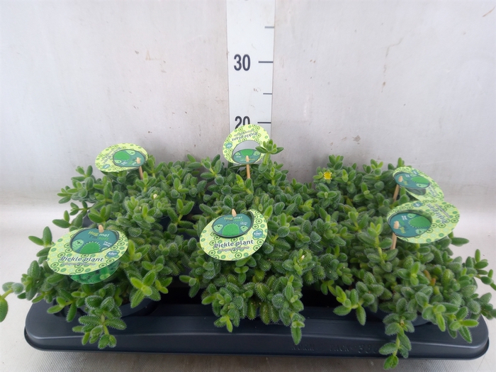 <h4>Delosperma echinatum</h4>