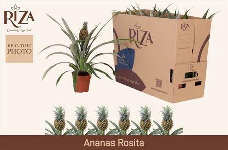 Ananas Rosita Keramiek Wit