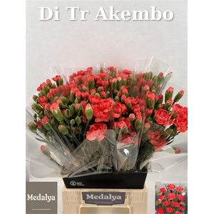 Di Tr Akembo