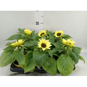 Helianthus an. 'Sunsation Lemon'