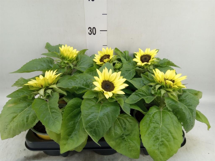 <h4>Helianthus an. 'Sunsation Lemon'</h4>