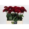 Dahlia Red Runner