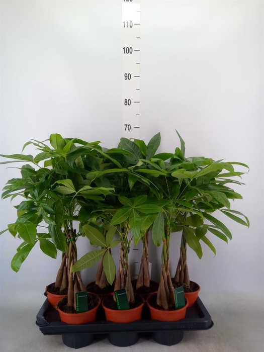 <h4>Pachira aquatica</h4>