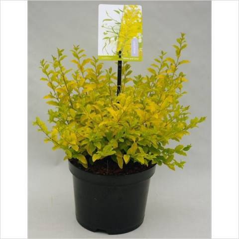 Ligustrum ovalif.