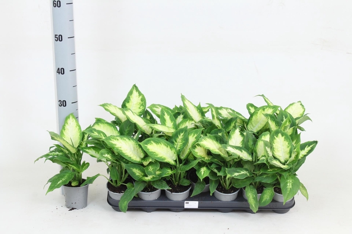 <h4>DIEFF CAMILLA</h4>