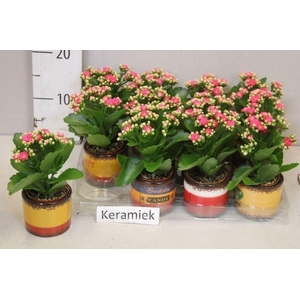 ARR KALANCHOE
