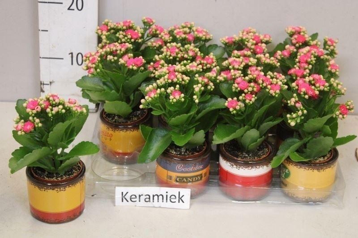 <h4>ARR KALANCHOE</h4>