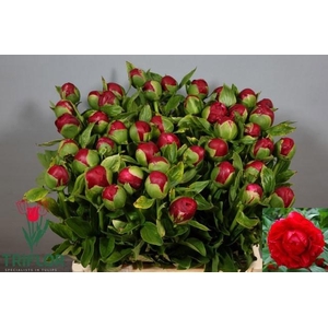 PAEO HENRY BOCKSTOCE