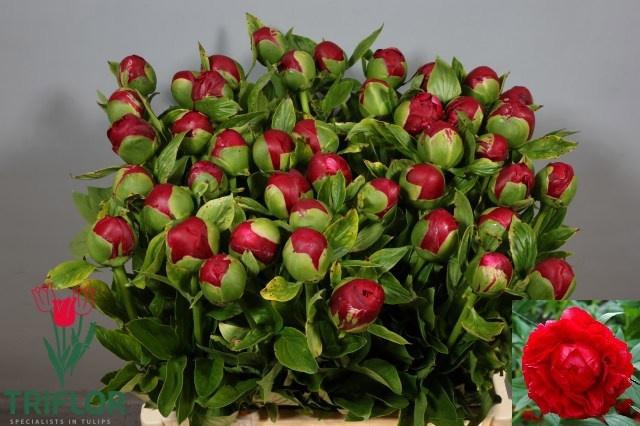 <h4>PAEO HENRY BOCKSTOCE</h4>