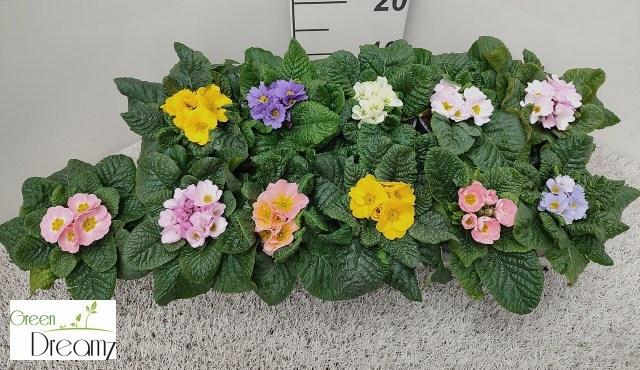 <h4>PRIM AC GEM</h4>