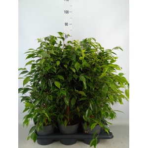 Ficus benja. 'Anastasia'