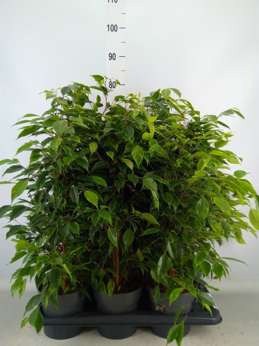 <h4>Ficus benja. 'Anastasia'</h4>