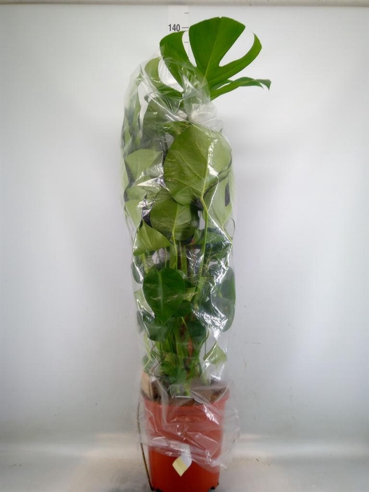 <h4>Monstera delic.</h4>