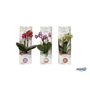 Valencia Mix Tiny Dolls Mix 2T10+ aqu@ in Tiny Box Hartjes