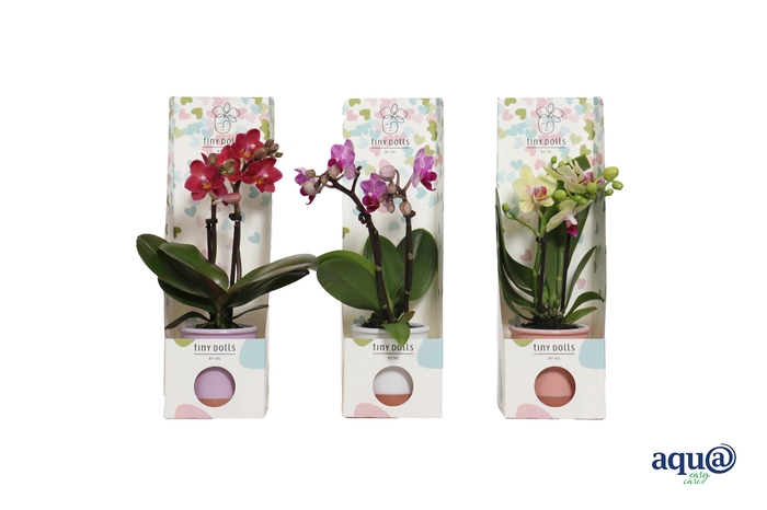 <h4>Valencia Mix Tiny Dolls Mix 2T10+ aqu@ in Tiny Box Hartjes</h4>