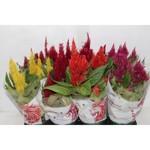 CELOSIA P14 VARIADO