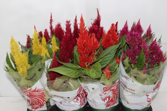 CELOSIA P14 VARIADO