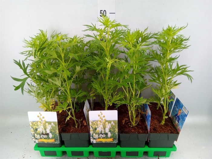 <h4>Aconitum   ...</h4>