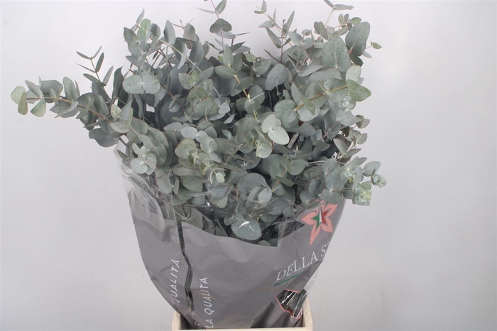 <h4>Euc Cinerea Per Bunch 400 Gram</h4>