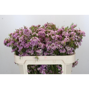 Chamelaucium Giselle