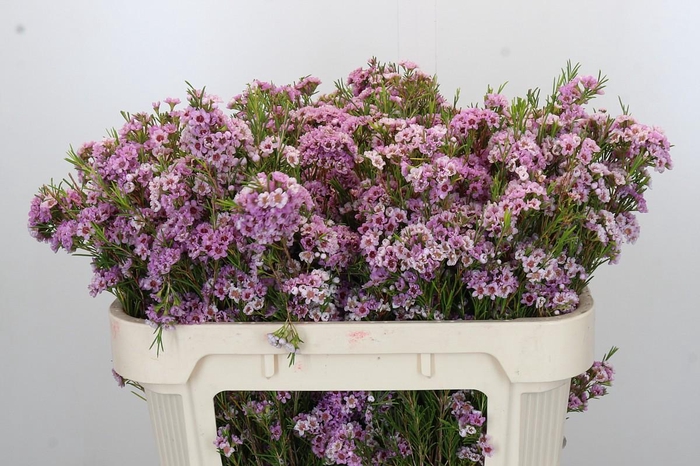 <h4>Chamelaucium Giselle</h4>