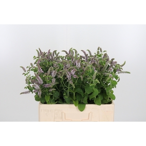 Mentha Jocka