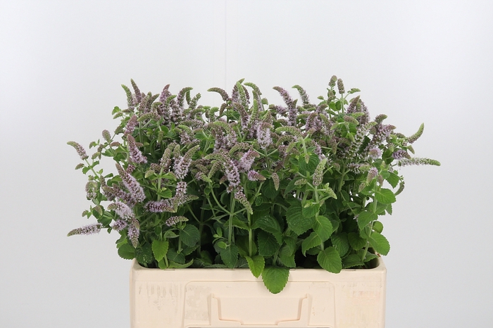 <h4>Mentha Jocka</h4>