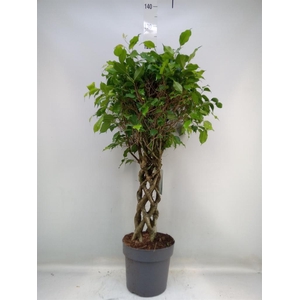 Ficus benja.   ...special shapes