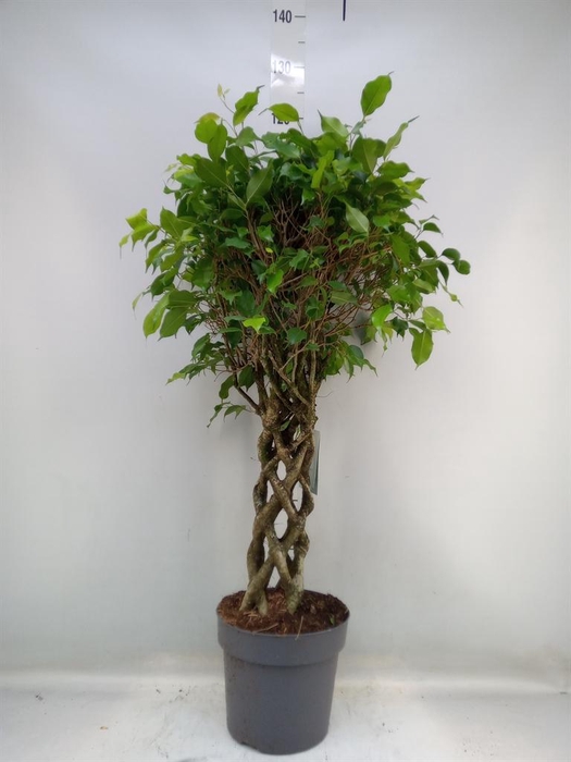 <h4>Ficus benja.   ...special shapes</h4>