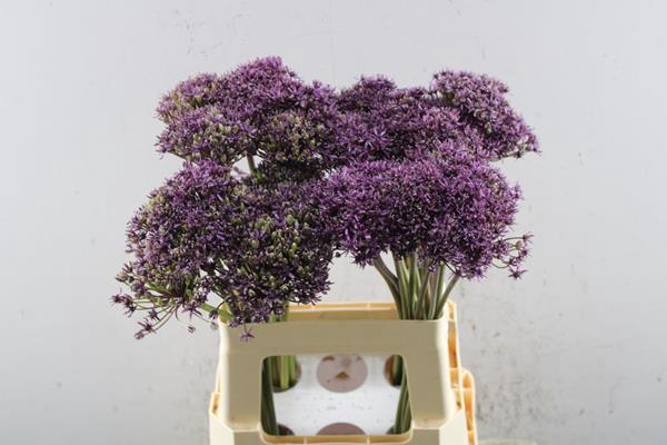 <h4>Allium Cherry L 60</h4>