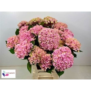 Hydr M Revolution Rose Spray