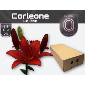 LI LA CORLEONE LA BOX 4+