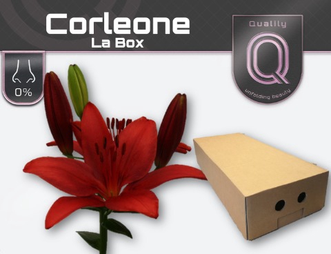 <h4>LI LA CORLEONE LA BOX 5+</h4>