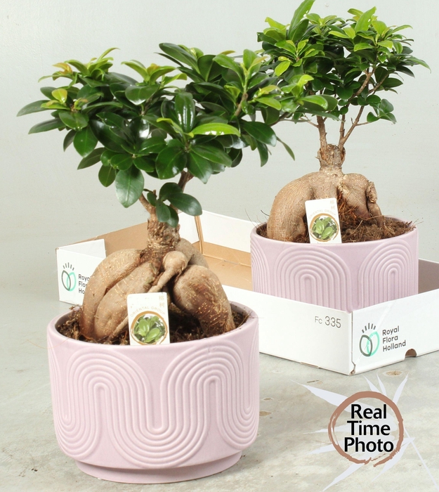 <h4>FIC MI GINSENG</h4>