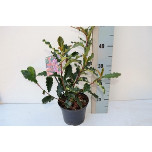 Photinia serratofolia Chrunchy PBR
