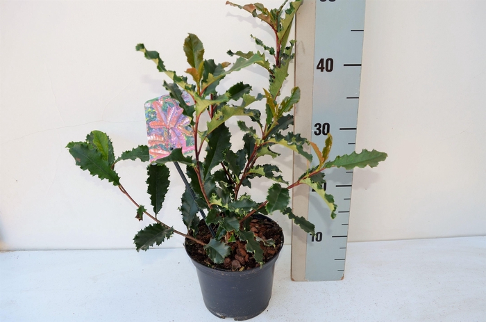 <h4>Photinia serratofolia Chrunchy PBR</h4>