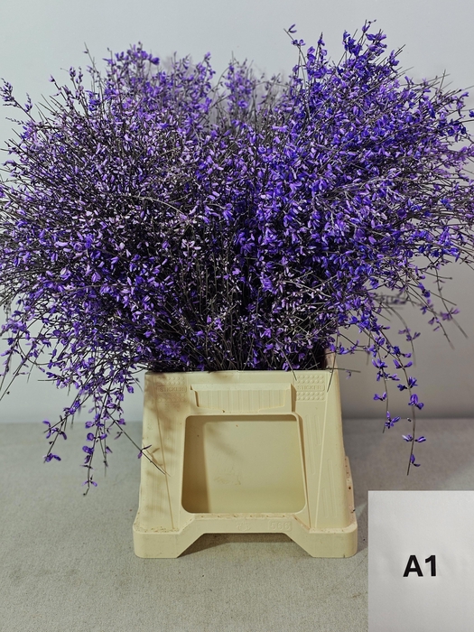 <h4>GINGSTER PB MILKA</h4>