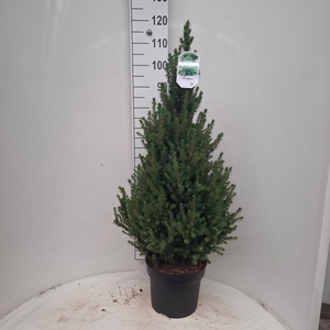 PICEA AB CONICA