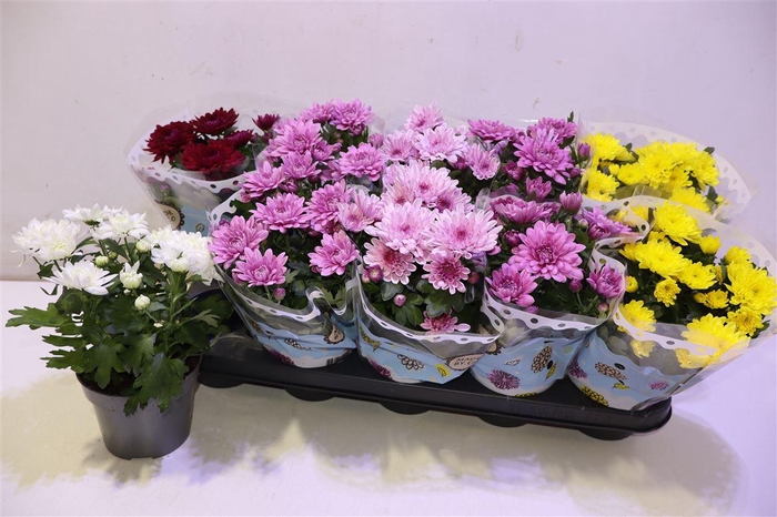 <h4>Chrys Gevuldbl Gem</h4>