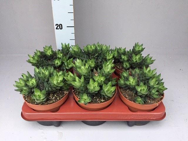 <h4>Haworthia   ...</h4>