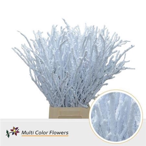 Betula Klb Sneeuw 70 Cm