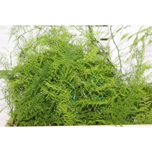 FOLHAGEM ASPARGO PLUMOSO 100 CM