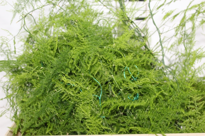<h4>FOLHAGEM ASPARGO PLUMOSO 100 CM</h4>