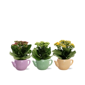 Kalanchoë 3 color mix in Emily ceramics