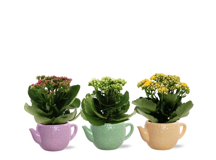 <h4>Kalanchoë 3 color mix in Emily ceramics</h4>